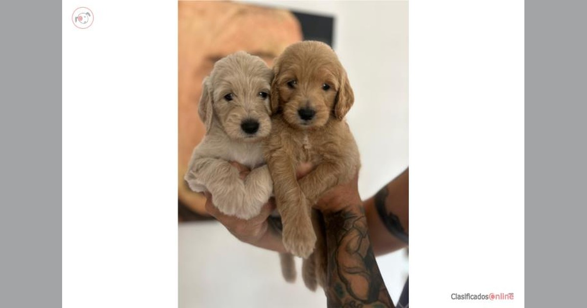 Facebook share preview