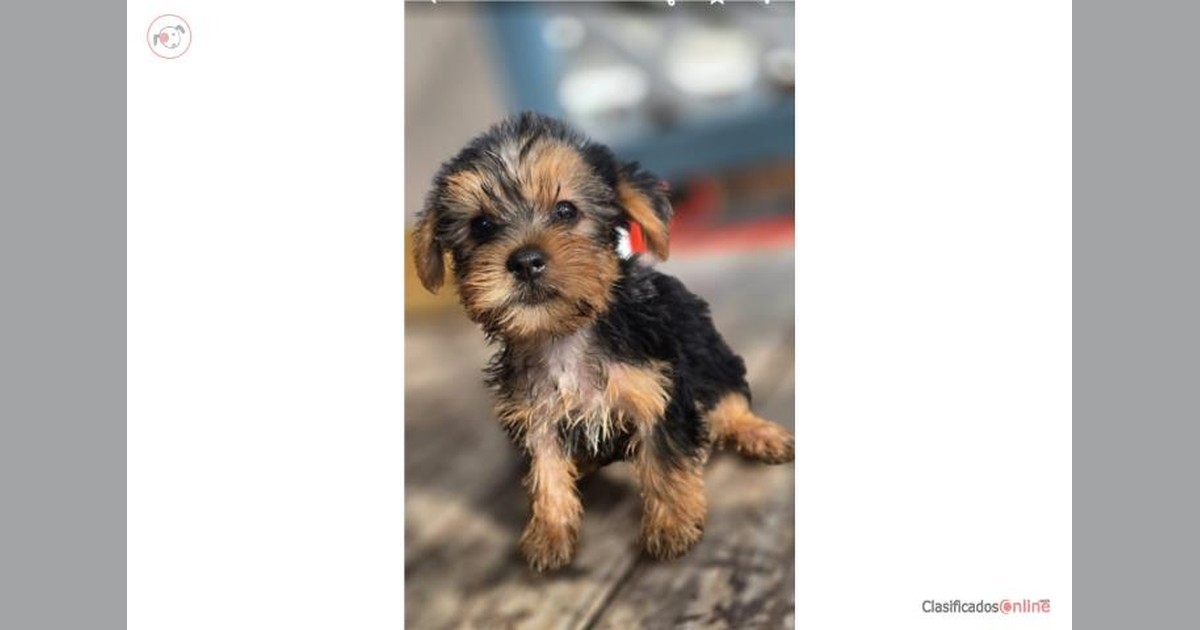 Facebook share preview
