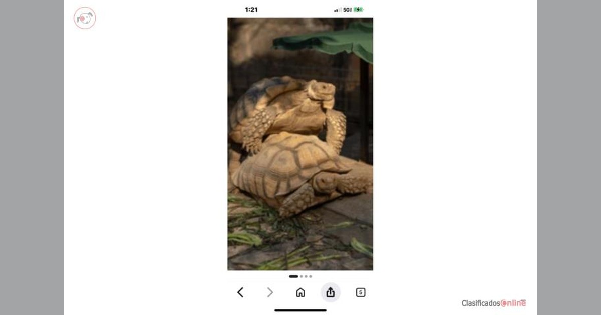 Facebook share preview