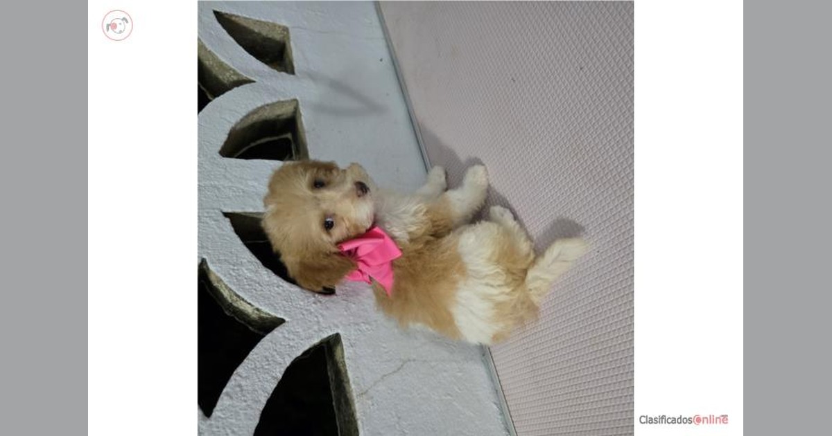 Vista previa para Facebook