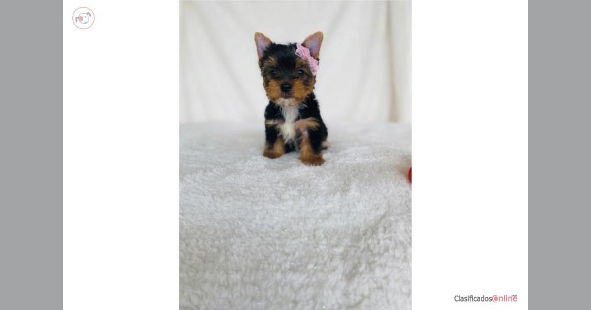Vista previa para Facebook
