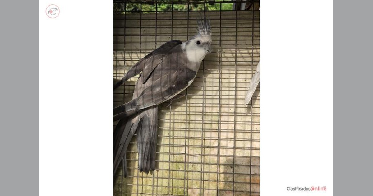 Vista previa para Facebook