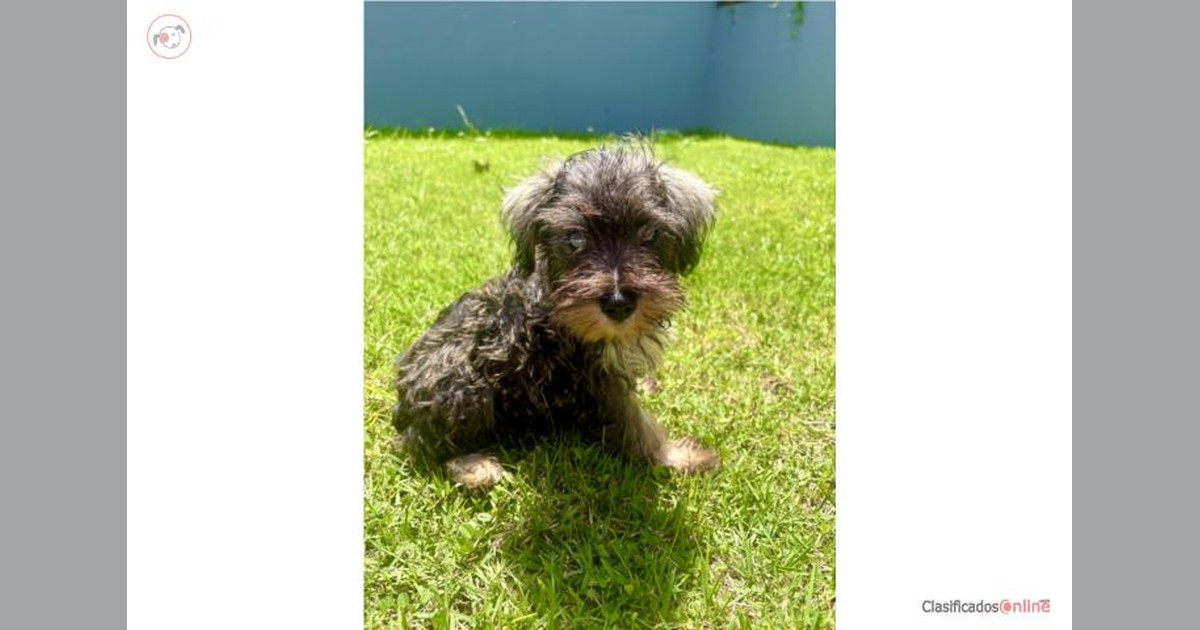 Vista previa para Facebook