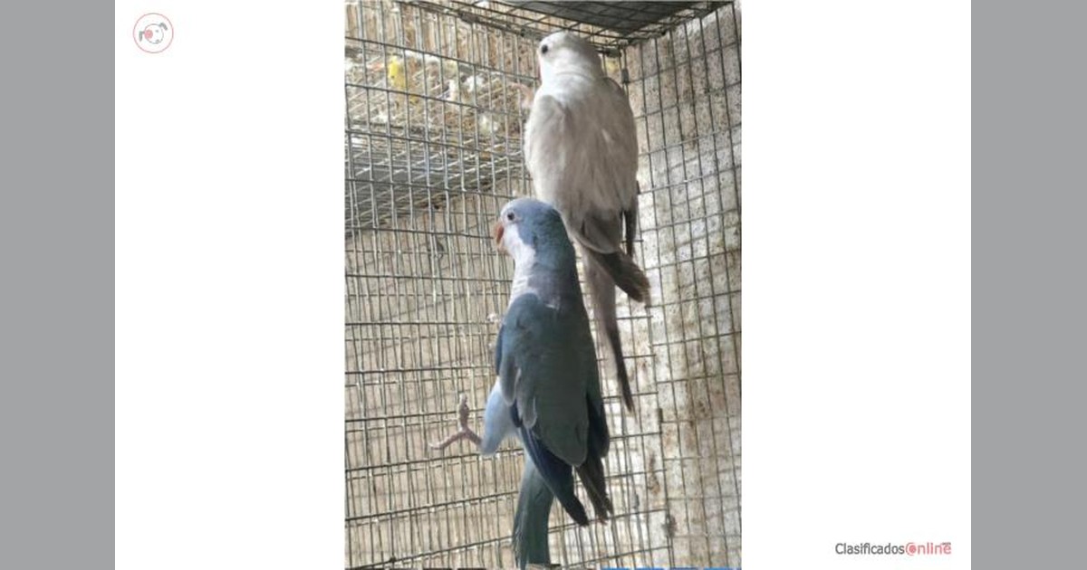 Vista previa para Facebook