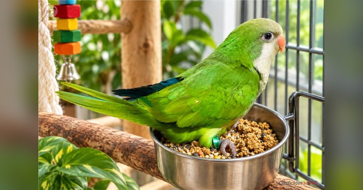 Vista previa para Facebook