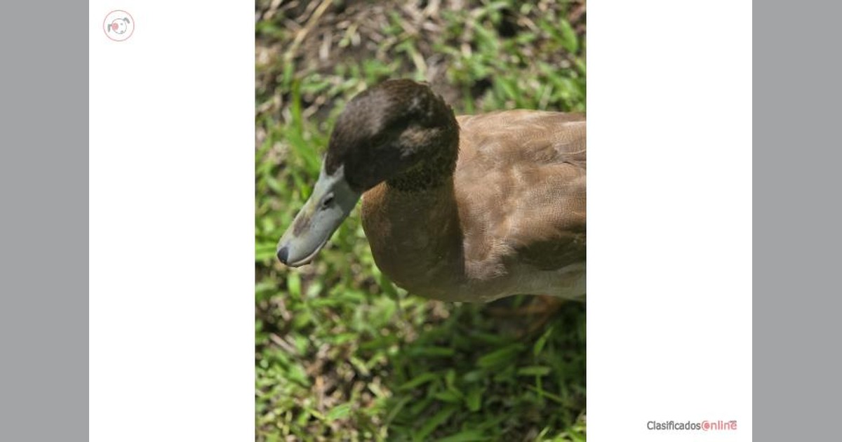 Vista previa para Facebook