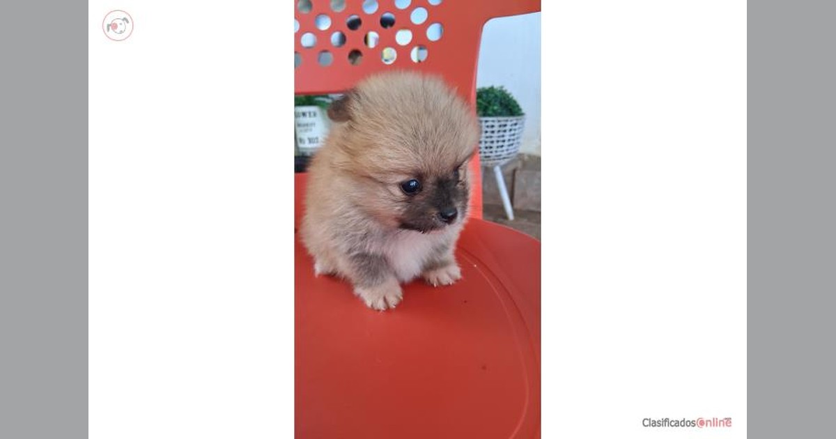 Vista previa para Facebook