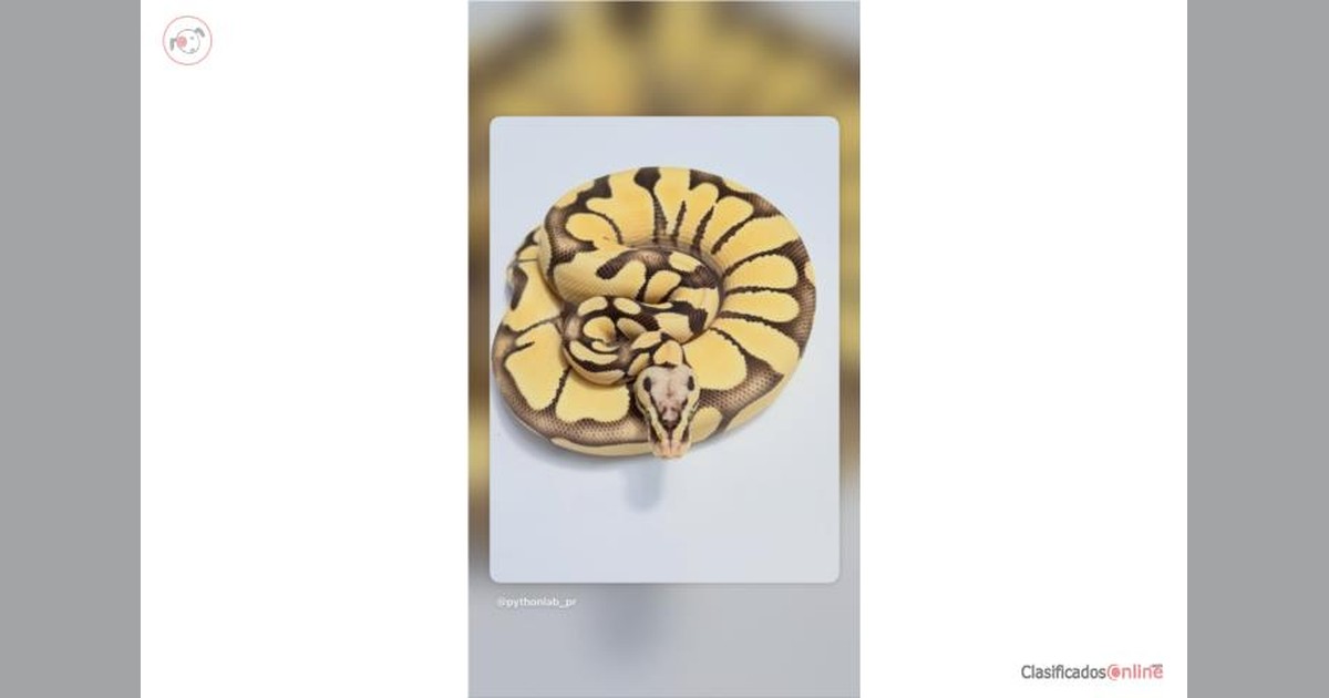 Vista previa para Facebook