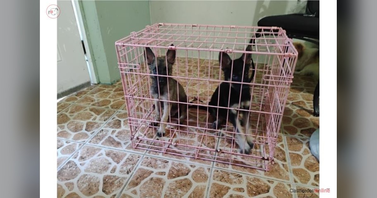 Vista previa para Facebook